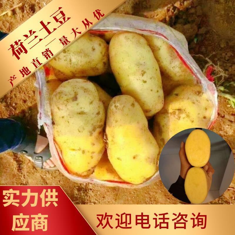 荷兰土豆:颜色个头薯型三优，质优价廉。
