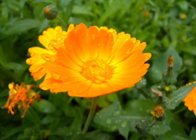 金盏菊种子金盏花种子四季易种花种子长生菊花海易种盆栽耐寒