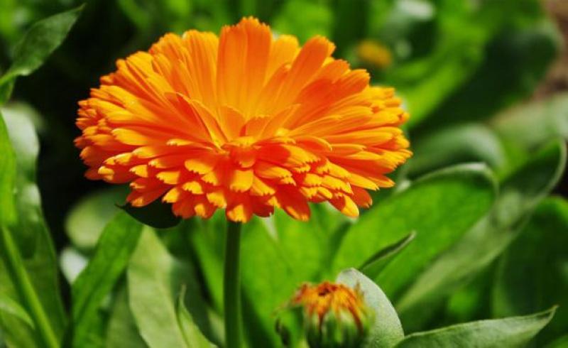 金盏菊种子金盏花种子四季易种花种子长生菊花海易种盆栽耐寒