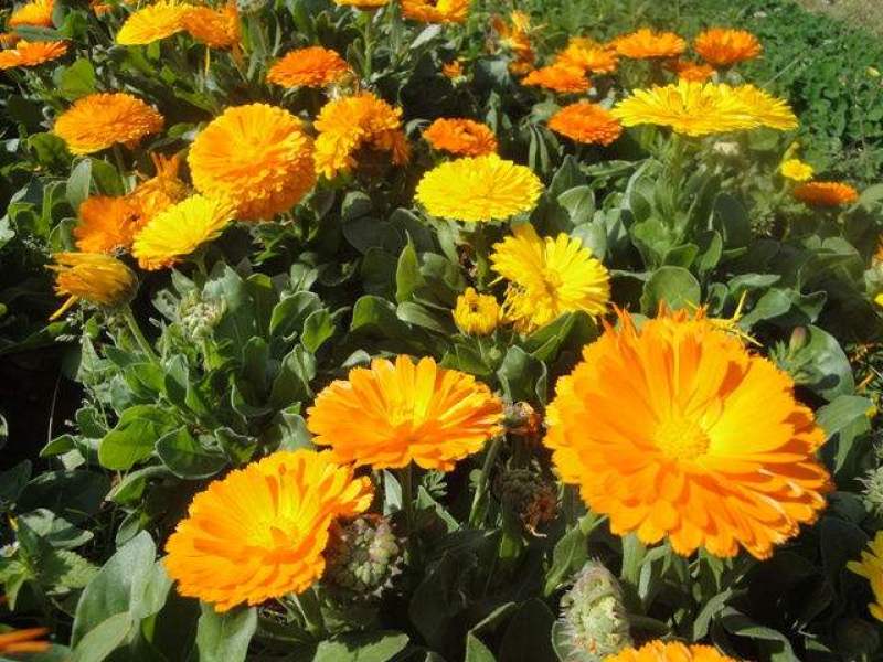 金盏菊种子金盏花种子四季易种花种子长生菊花海易种盆栽耐寒