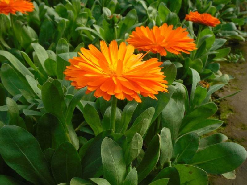 金盏菊种子金盏花种子四季易种花种子长生菊花海易种盆栽耐寒