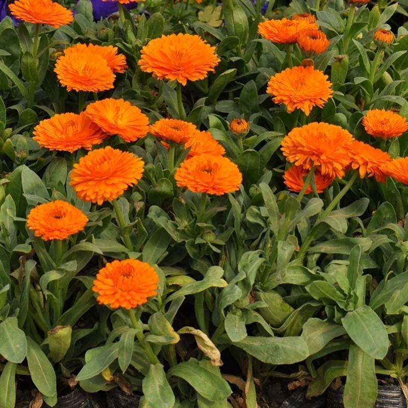 金盏菊种子金盏花种子四季易种花种子长生菊花海易种盆栽耐寒