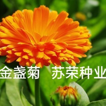 金盏菊种子金盏花种子四季易种花种子长生菊花海易种盆栽耐寒