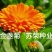 金盏菊种子金盏花种子四季易种花种子长生菊花海易种盆栽耐寒
