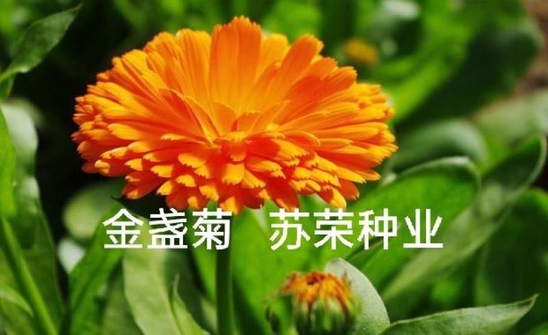 金盏菊种子金盏花种子四季易种花种子长生菊花海易种盆栽耐寒