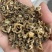 金盏菊种子金盏花种子四季易种花种子长生菊花海易种盆栽耐寒