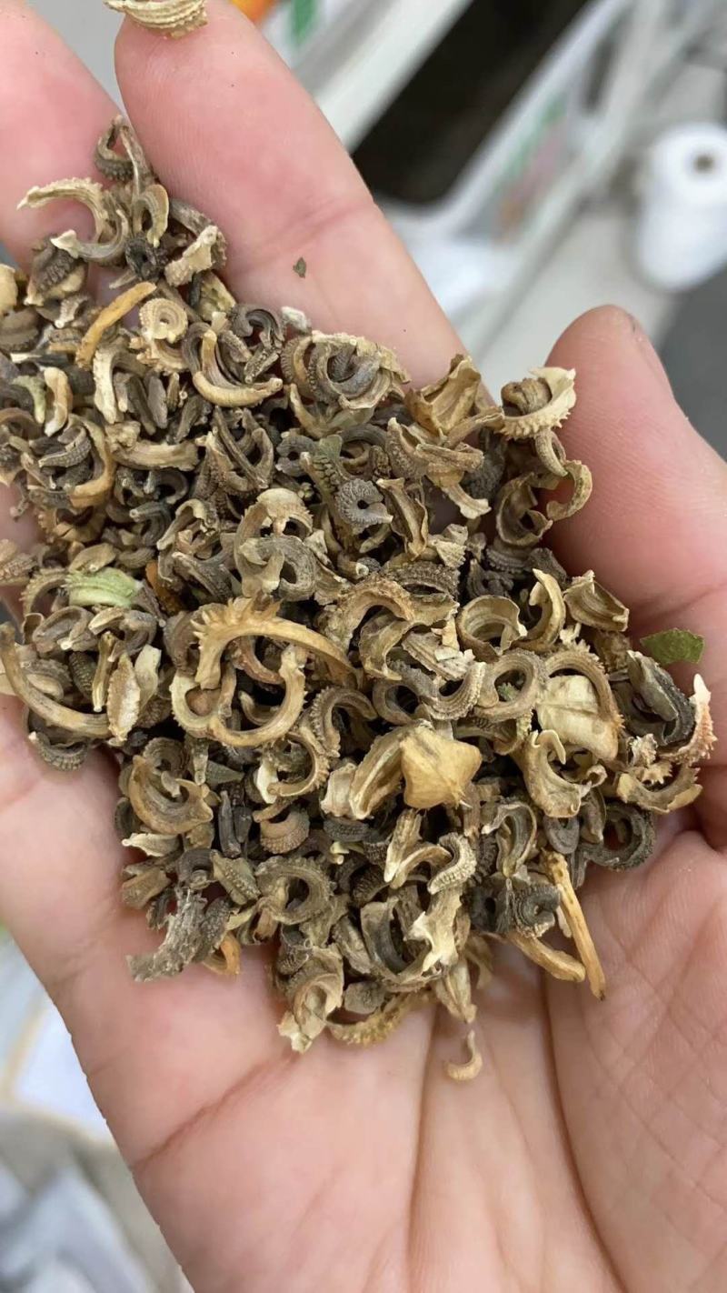 金盏菊种子金盏花种子四季易种花种子长生菊花海易种盆栽耐寒