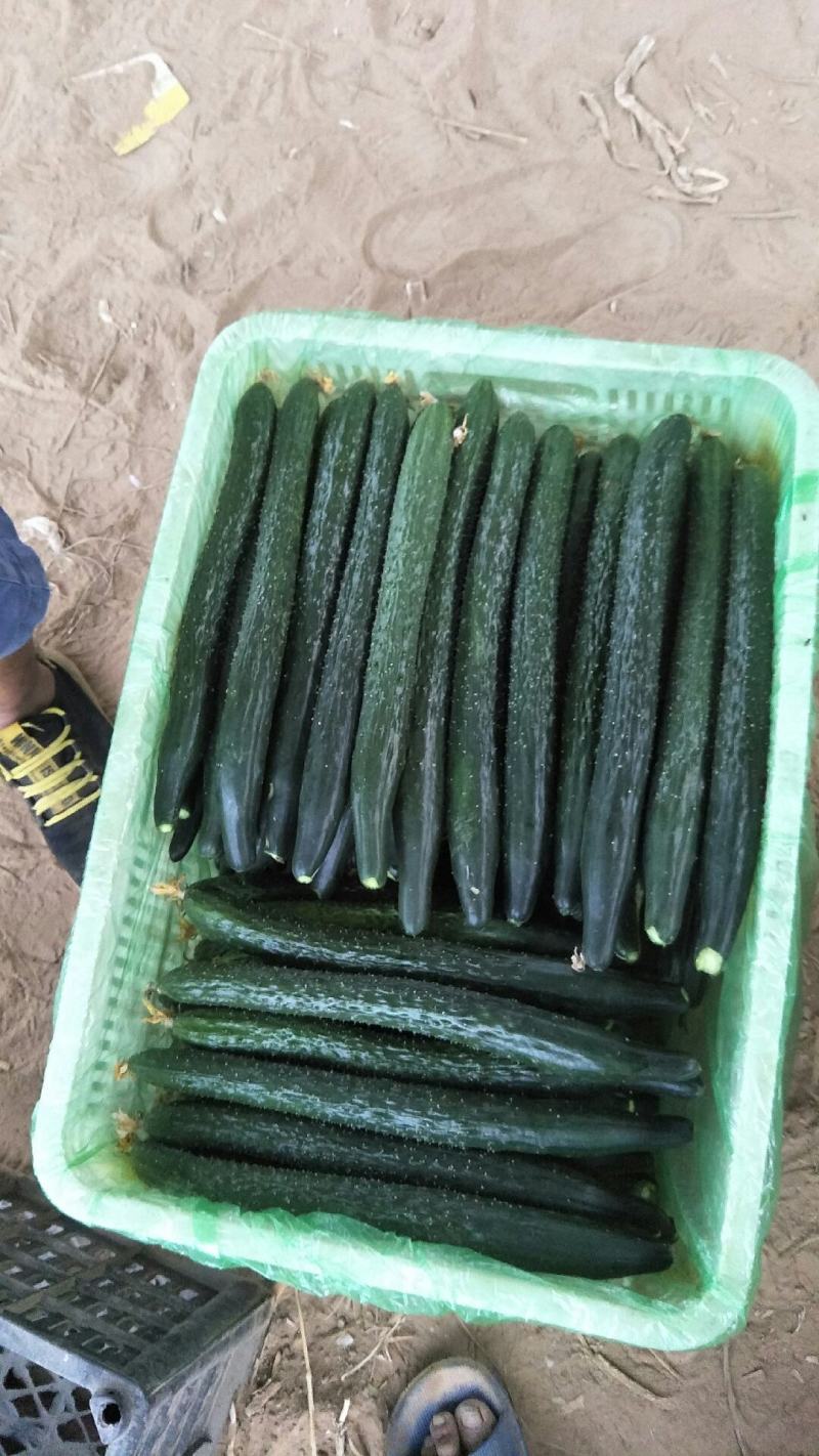 蜜刺黄瓜，顶花带刺，品质好价格便宜