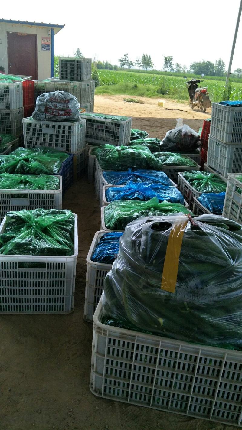 蜜刺黄瓜，顶花带刺，品质好价格便宜