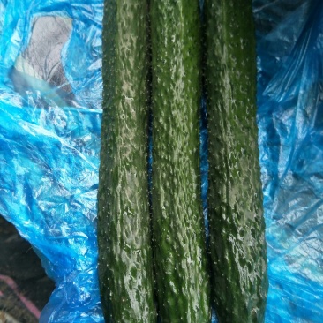 蜜刺黄瓜，顶花带刺，品质好价格便宜