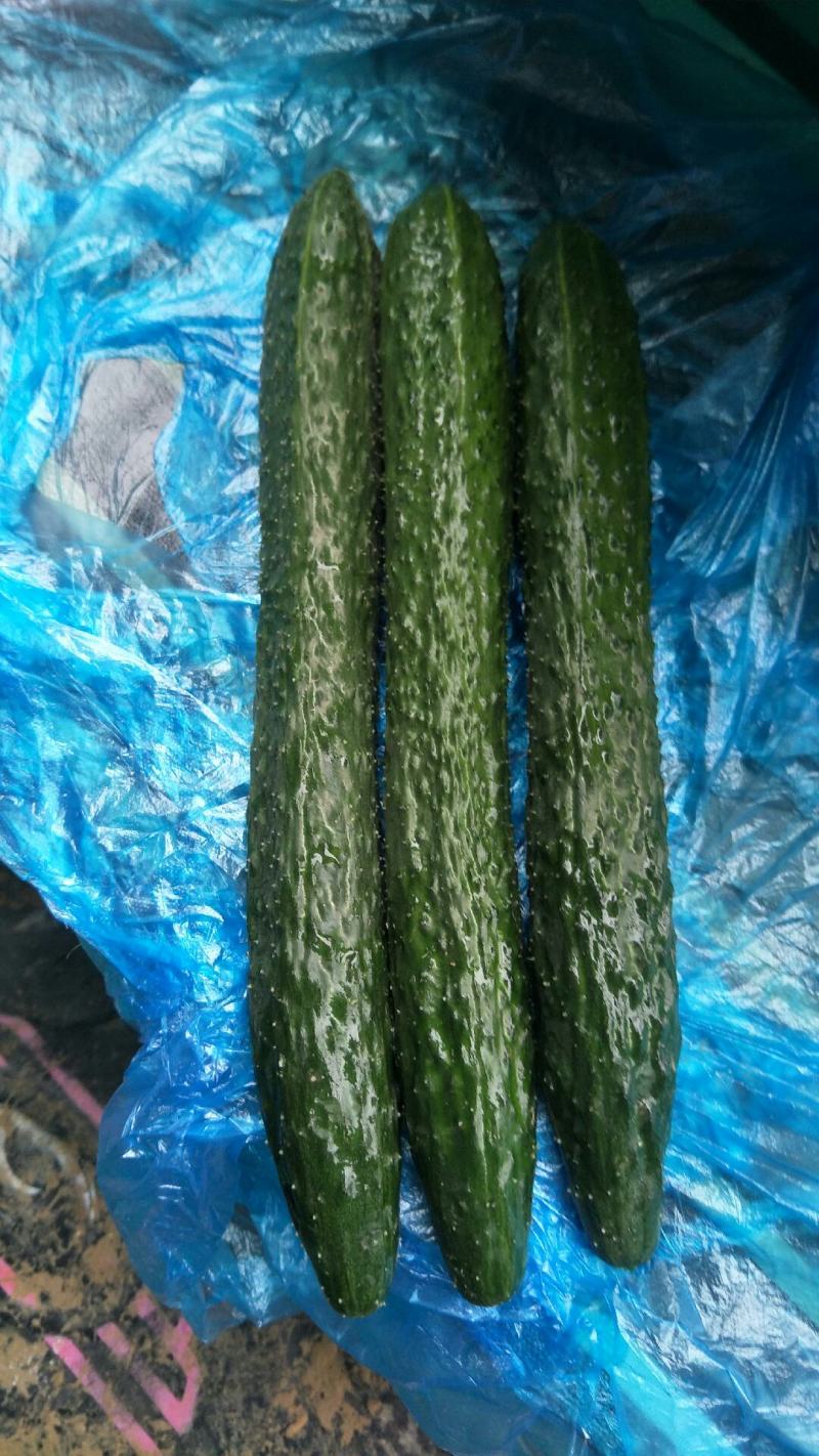 蜜刺黄瓜，顶花带刺，品质好价格便宜