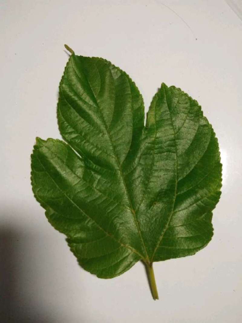 香金蜜果桑苗引进品种香甜奶油味白色果