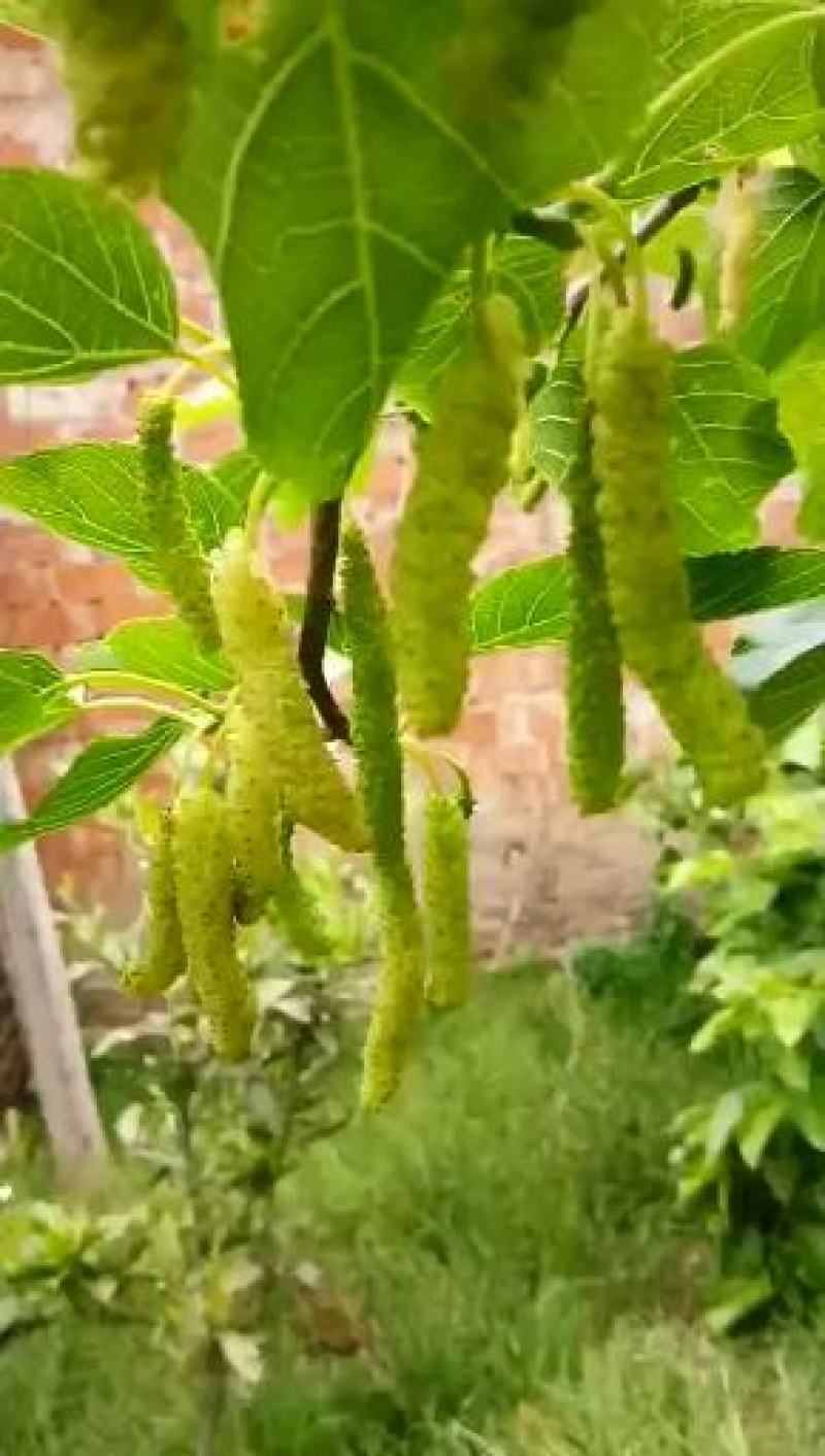 香金蜜果桑苗引进品种香甜奶油味白色果
