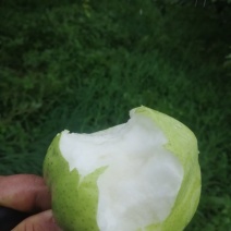 阳信县特产，早酥梨皮薄，酥脆甜，多汁，求客商