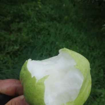 阳信县特产，早酥梨皮薄，酥脆甜，多汁，求客商