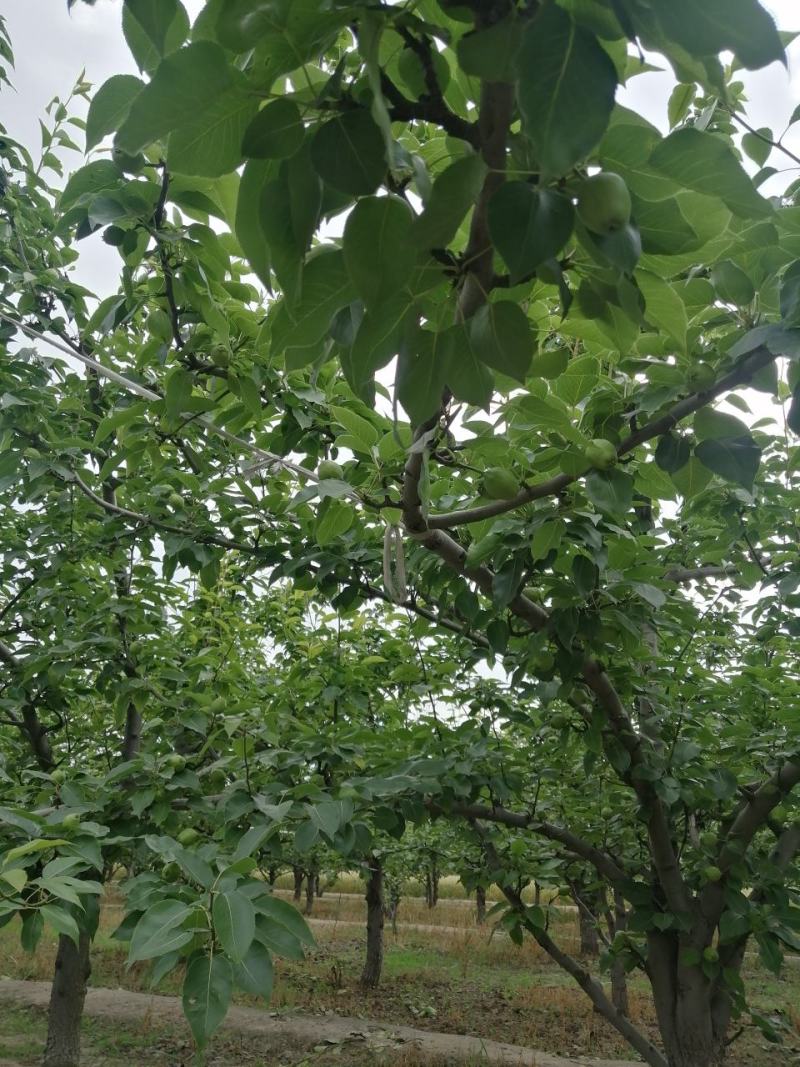 阳信县特产，早酥梨皮薄，酥脆甜，多汁，求客商