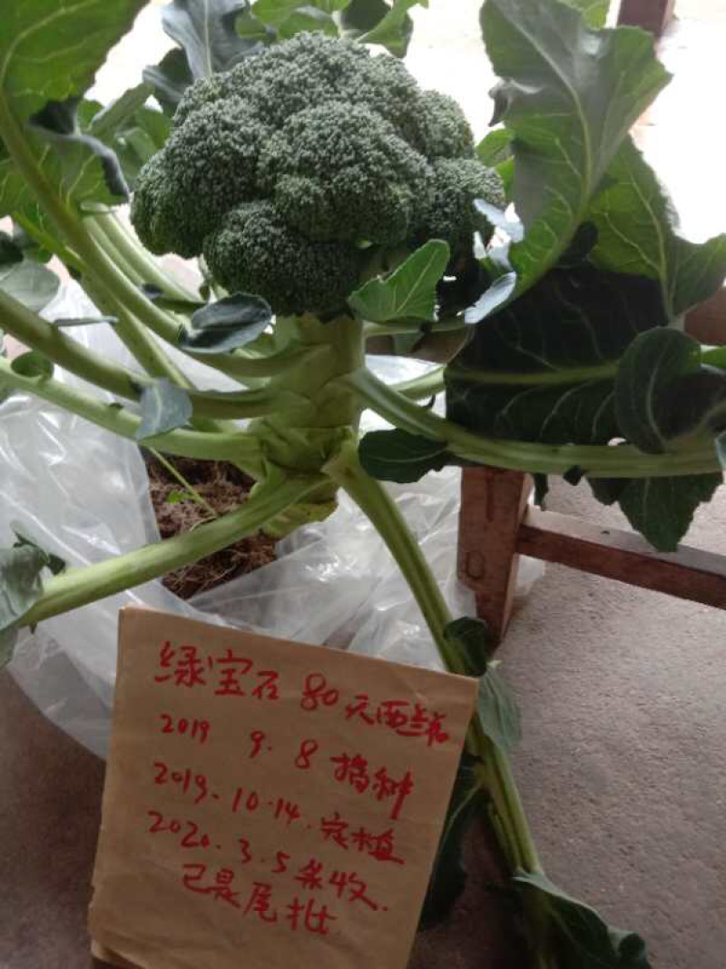 🔥供应小米粒西兰花种子