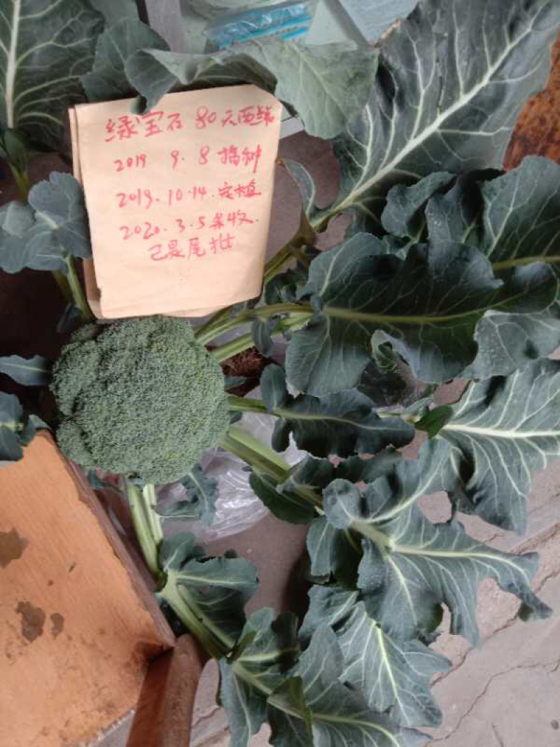🔥供应小米粒西兰花种子