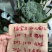 🔥供应小米粒西兰花种子