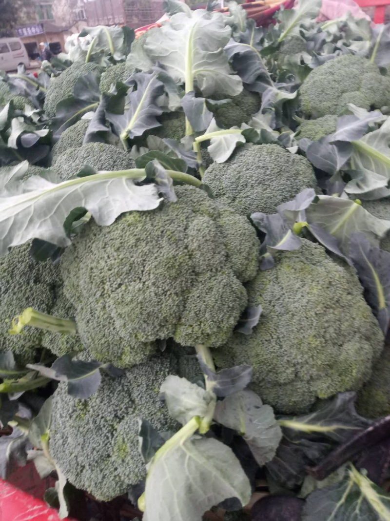 🔥供应小米粒西兰花种子