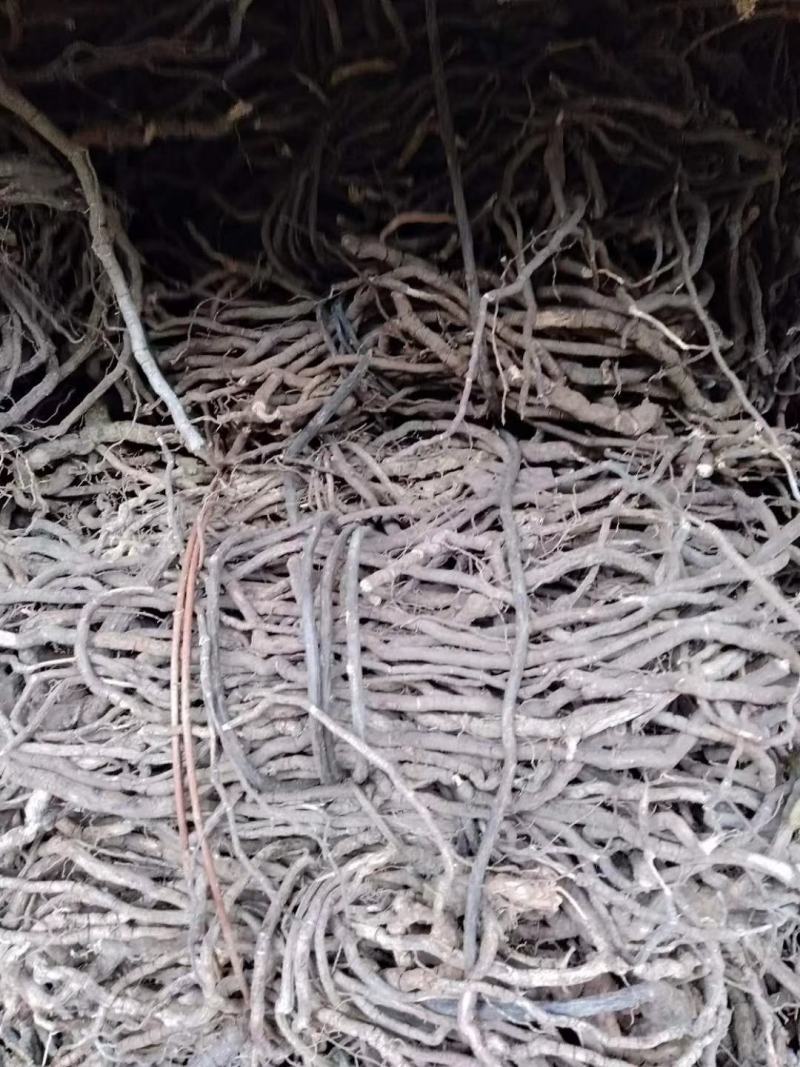 钻地凤，黑老虎干净货源充足