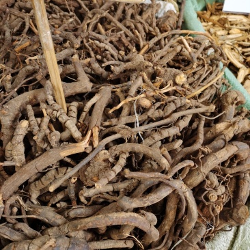 钻地凤，黑老虎干净货源充足