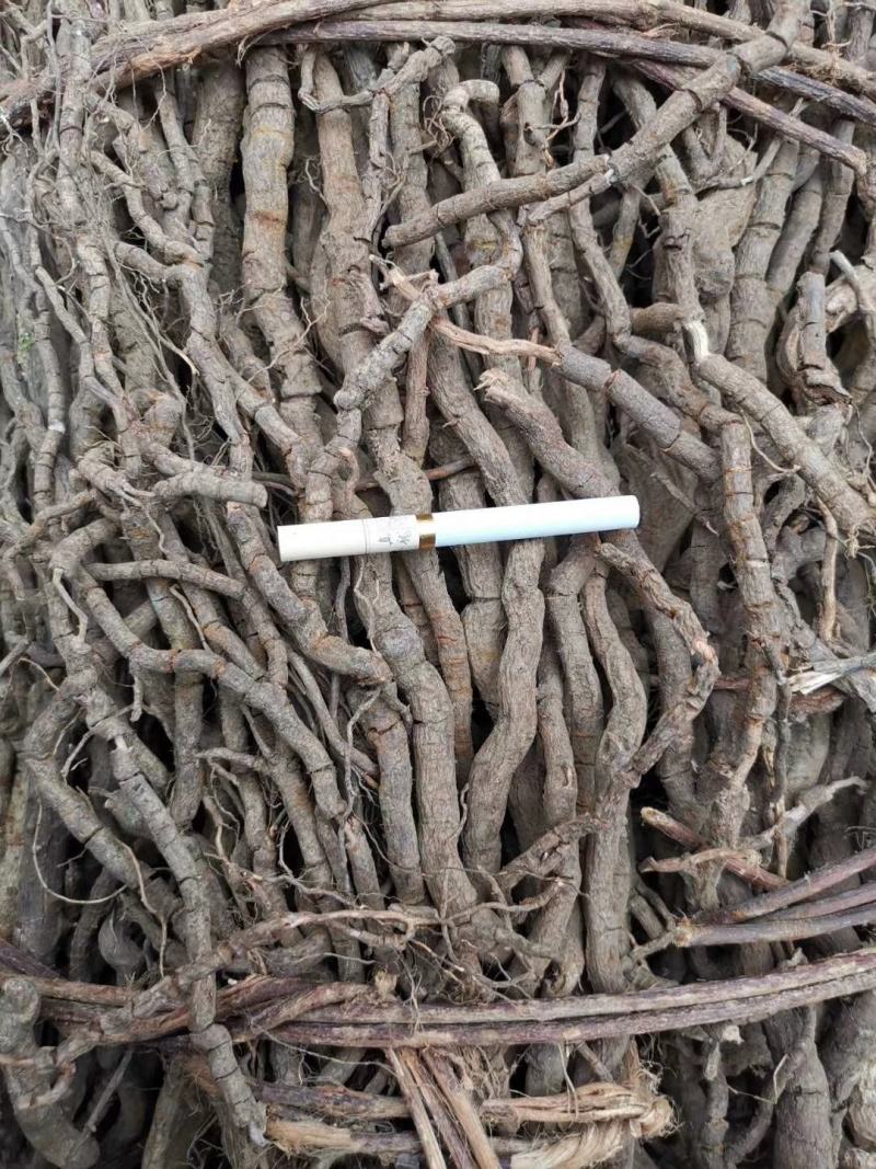钻地凤，黑老虎干净货源充足