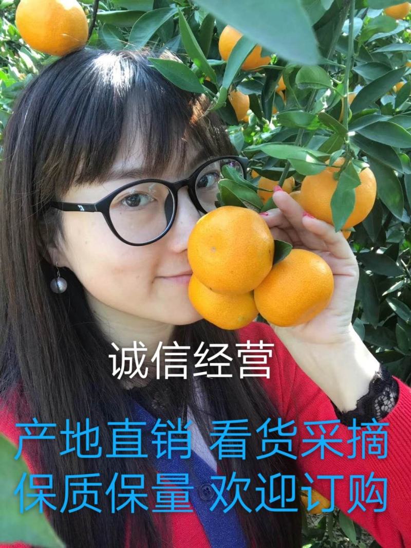 丹江口蜜橘柑橘产地看货品质保证欢迎咨询订购