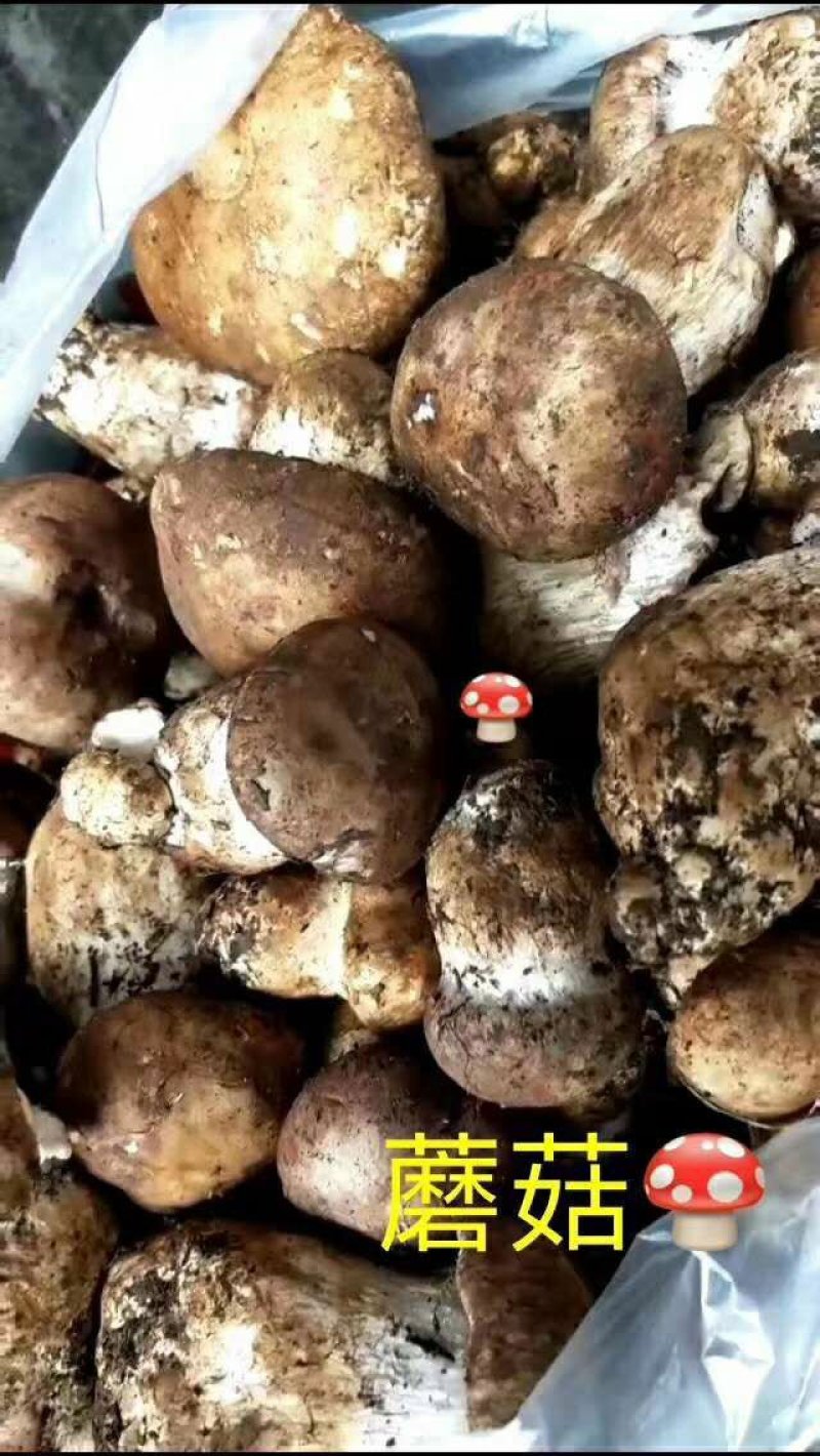 高原…纯野生天麻