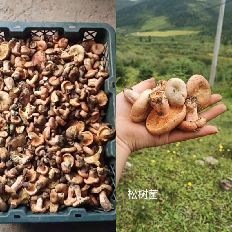 高原…纯野生天麻