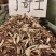 了哥王新货源充足一手货源