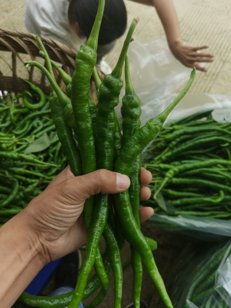 8号转皮线椒万亩基地