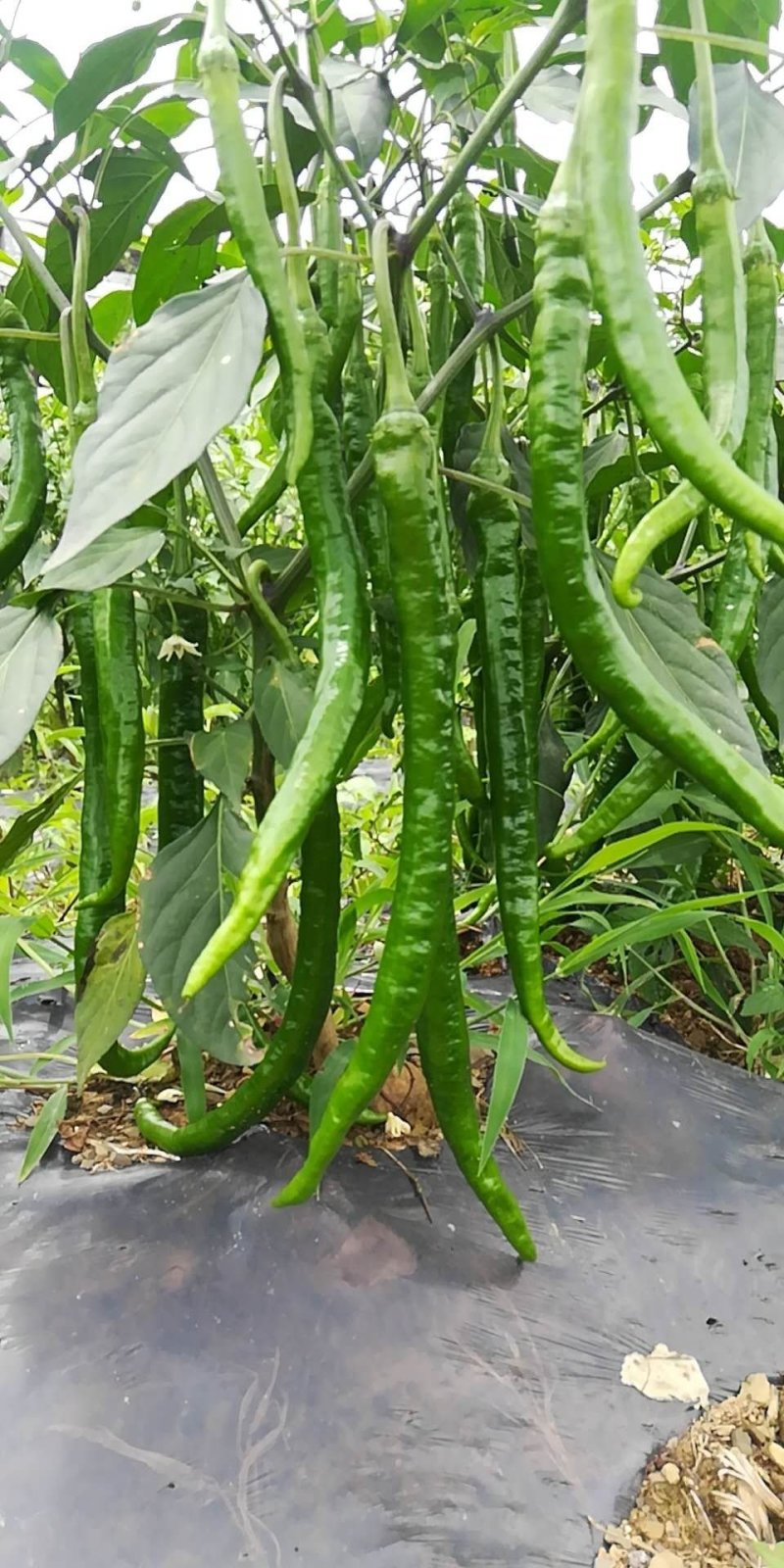 8号转皮线椒万亩基地