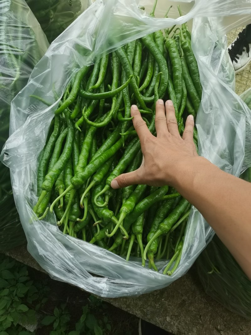 8号转皮线椒万亩基地