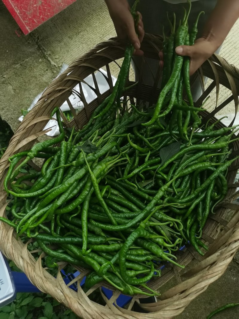 8号转皮线椒万亩基地
