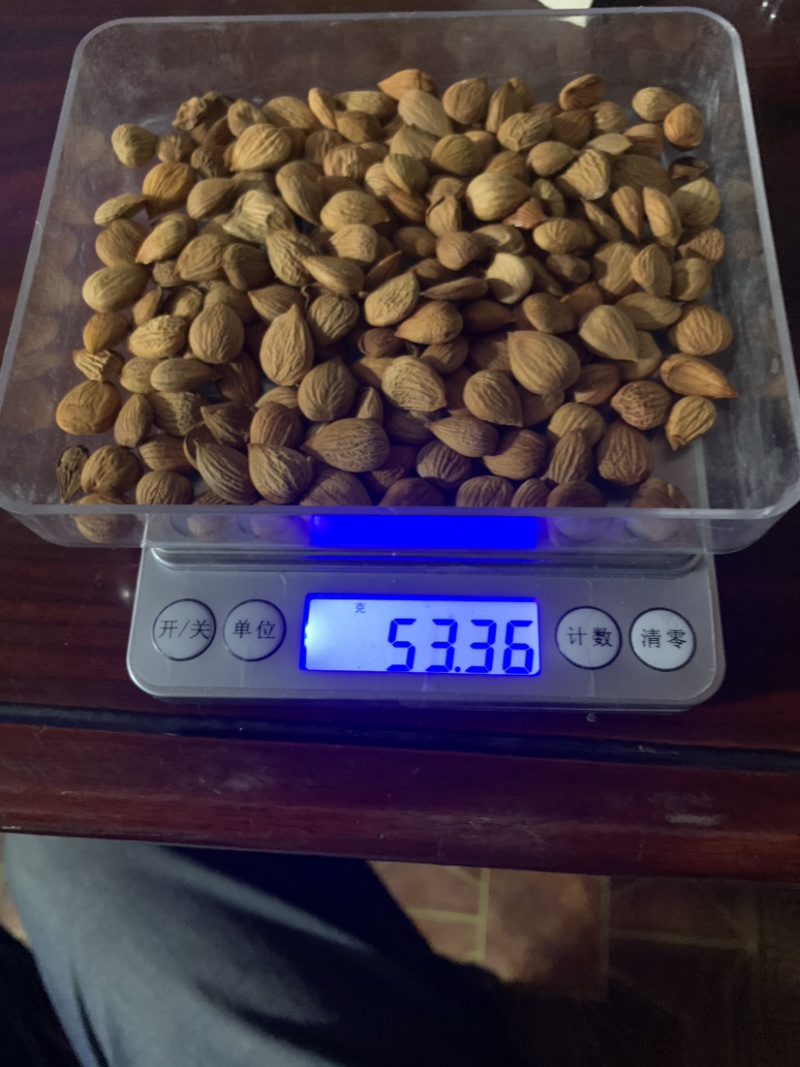 精品山杏核，质量保证，价格优惠，视频看货