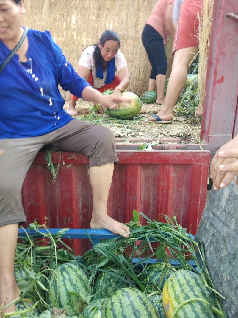 冠龙西瓜无嫁接直播苗开封万亩基地。欢迎你的到来。