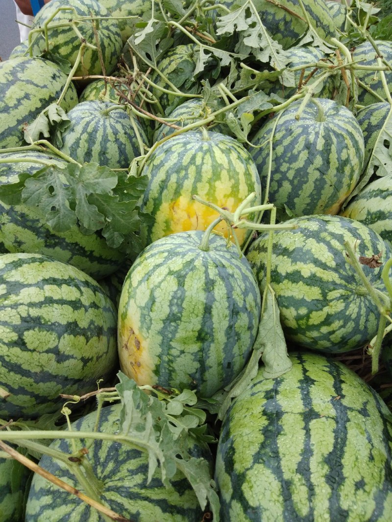 冠龙西瓜无嫁接直播苗开封万亩基地。欢迎你的到来。