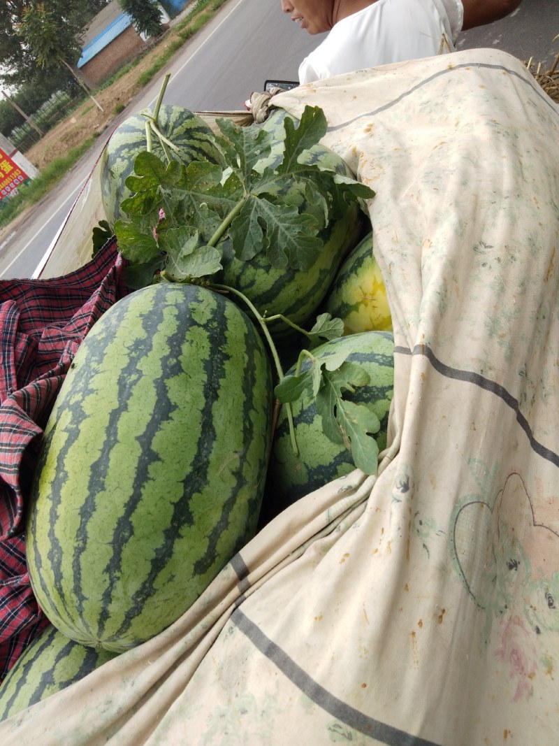 冠龙西瓜无嫁接直播苗开封万亩基地。欢迎你的到来。