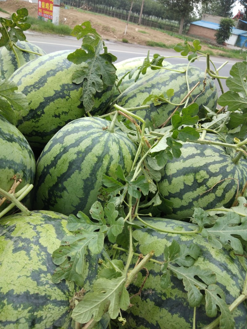 冠龙西瓜无嫁接直播苗开封万亩基地。欢迎你的到来。