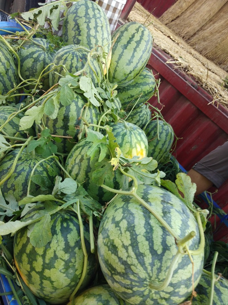 冠龙西瓜无嫁接直播苗开封万亩基地。欢迎你的到来。
