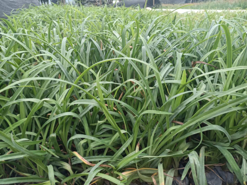 大叶萱草大花萱草各类规格均有库存大量