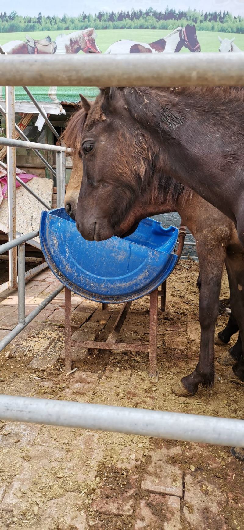 国产精品矮马枣红马骑乘马旅游观光马影视专用马可骑乘小马驹