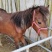 国产精品矮马枣红马骑乘马旅游观光马影视专用马可骑乘小马驹