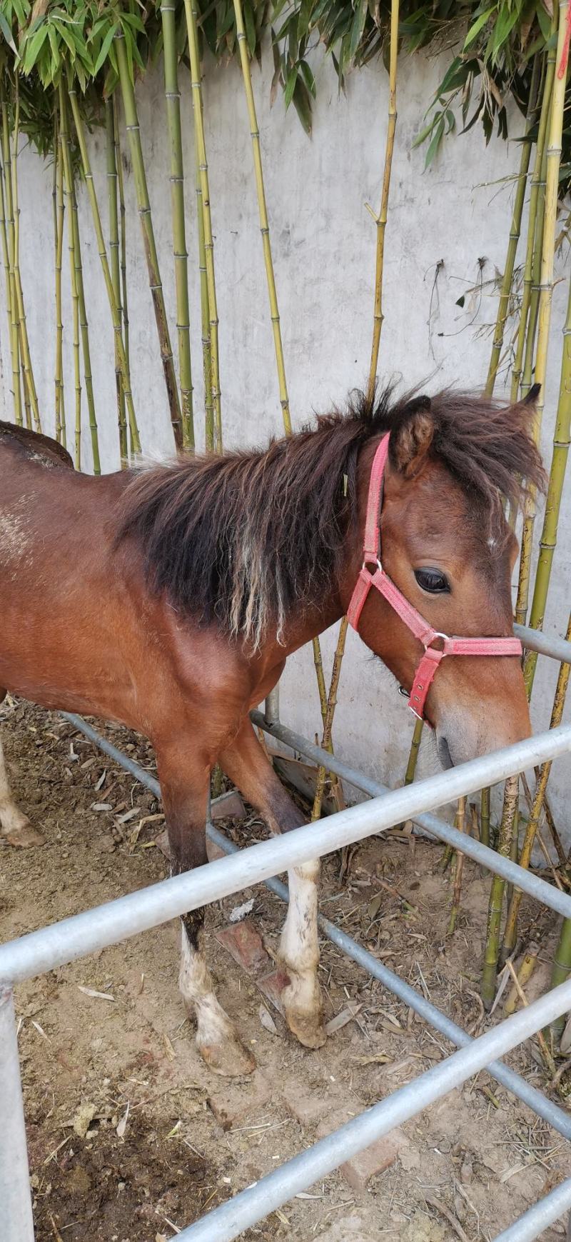 国产精品矮马枣红马骑乘马旅游观光马影视专用马可骑乘小马驹