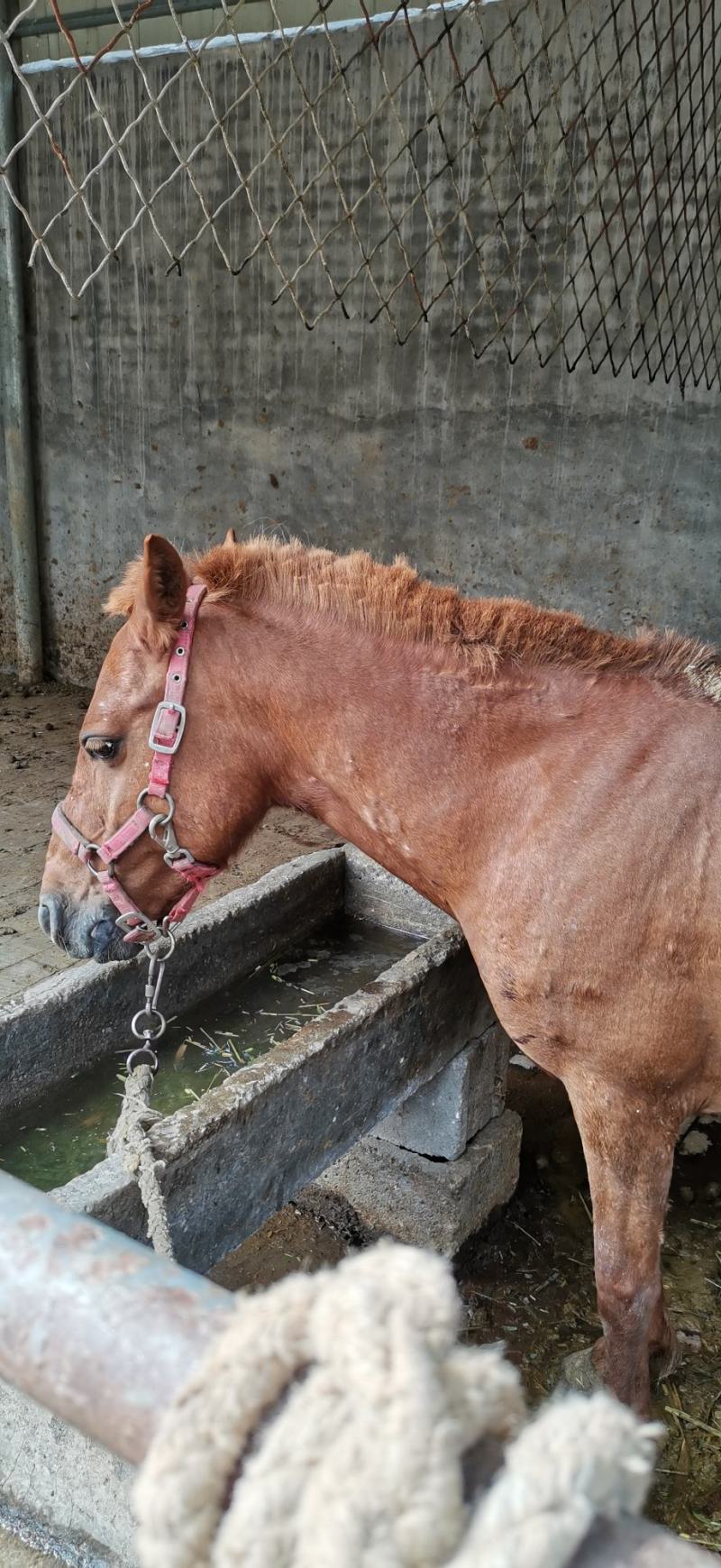 国产精品矮马枣红马骑乘马旅游观光马影视专用马可骑乘小马驹
