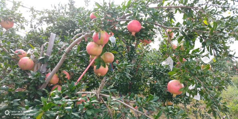 会理突尼斯软籽石榴商品果