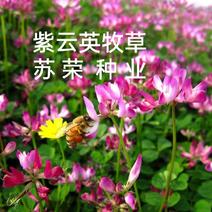 紫云英种子四季牧草植物草籽种养蜂红花草果园绿肥