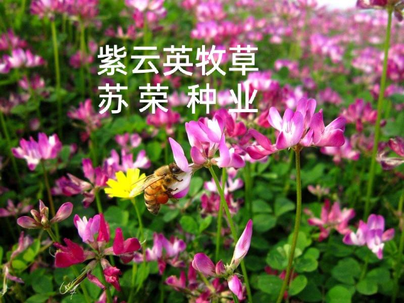 紫云英种子