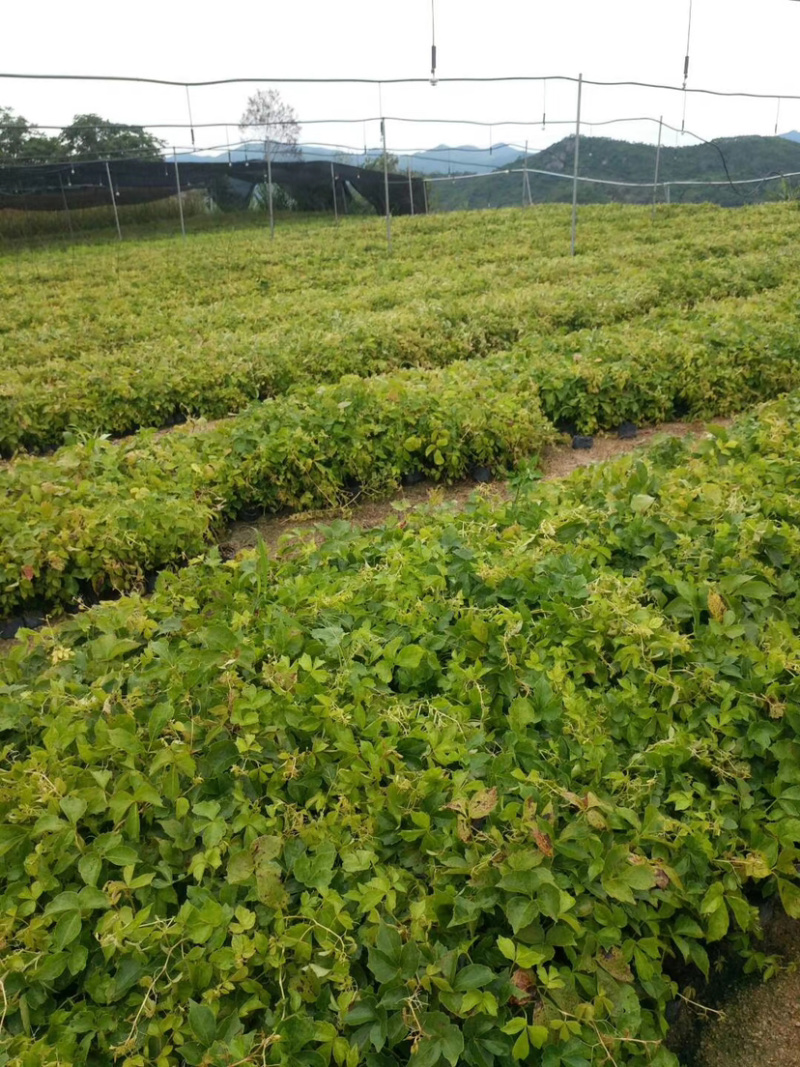 爬山虎20-30库存大量各类规格均有